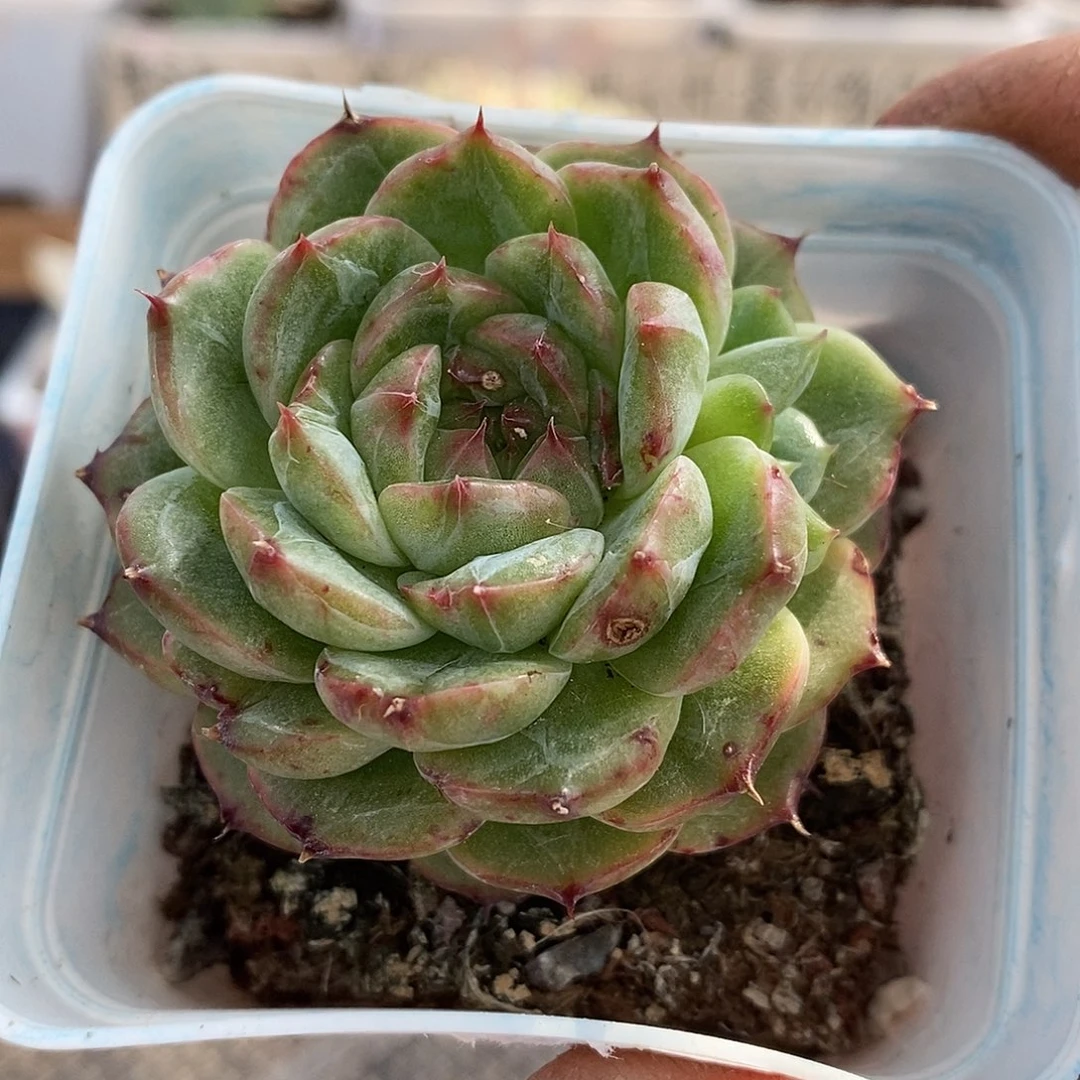 14273 不知名杂交有点石化