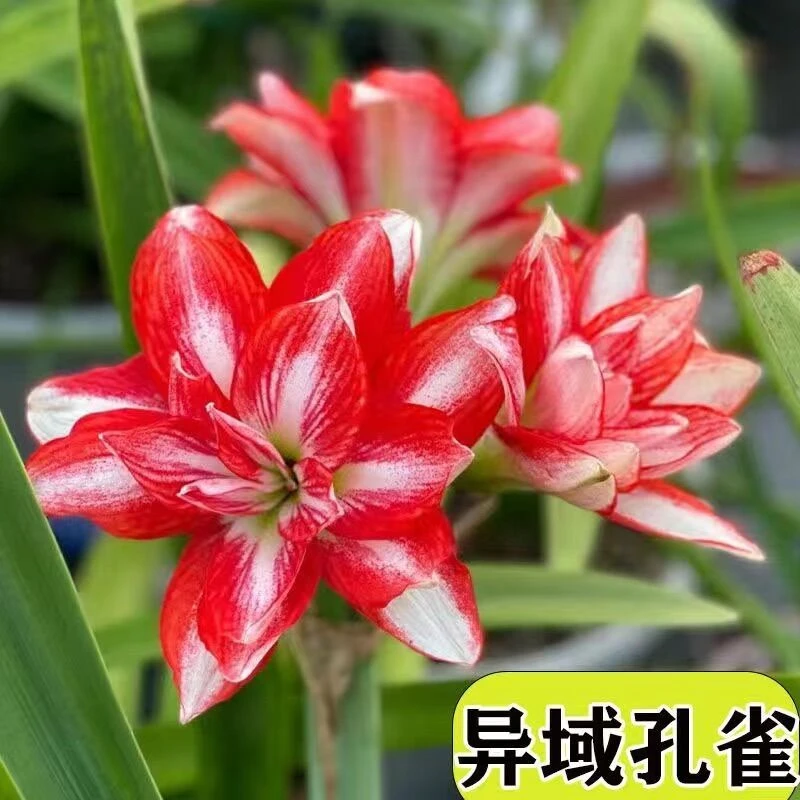 （异域孔雀）朱顶红种球6-8厘米