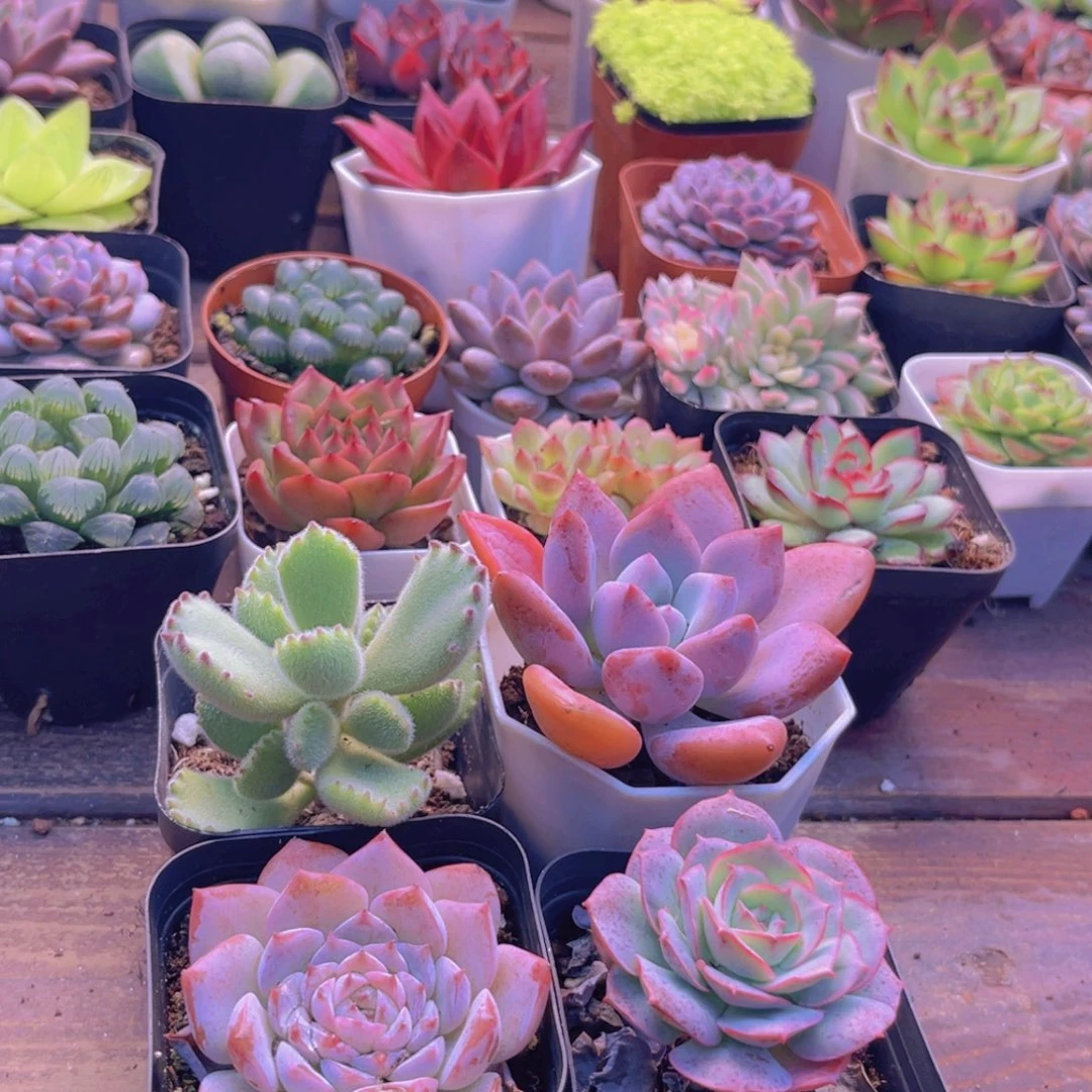 熊。 粉恋。奥普。克罗地亚