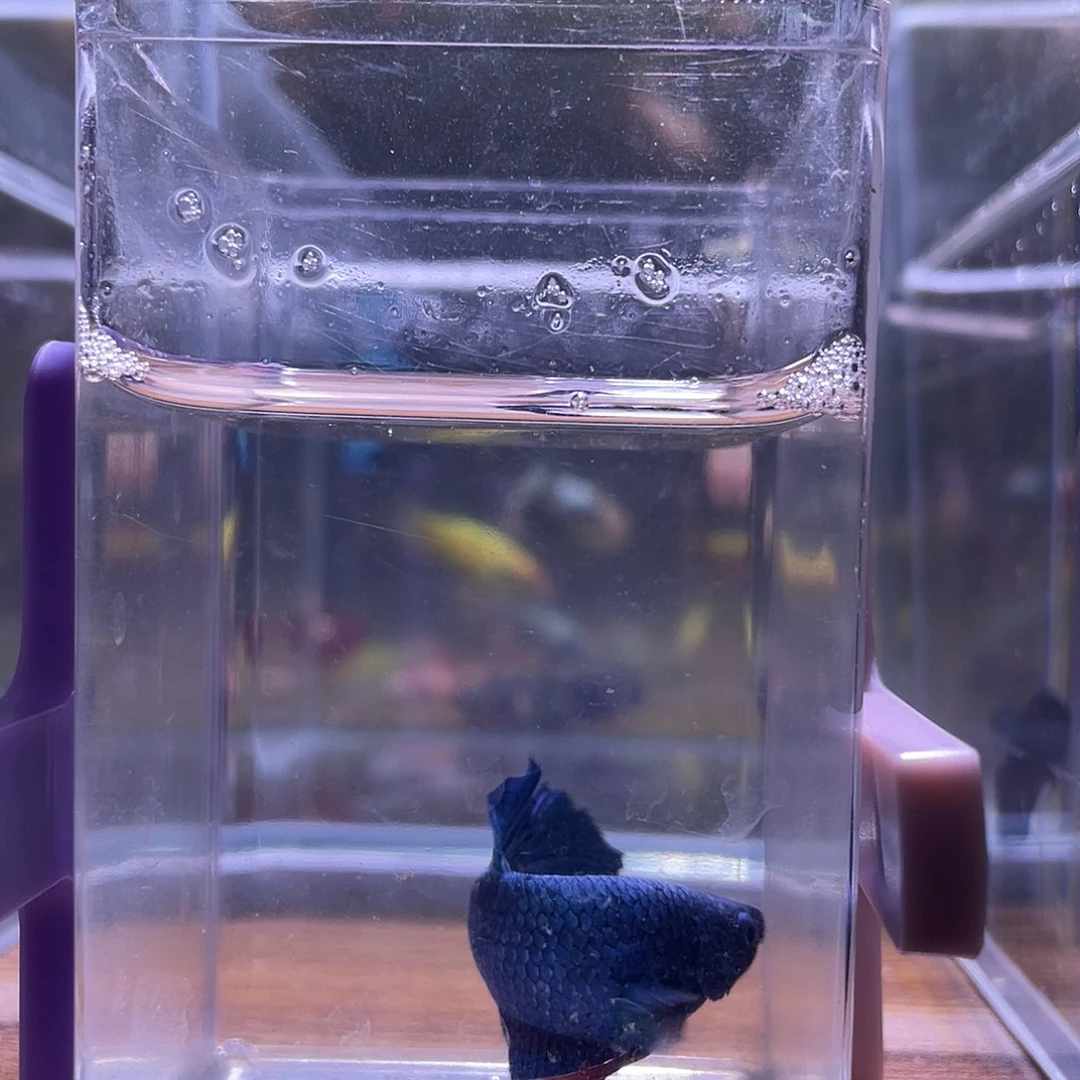 斗鱼可博泰斗092301