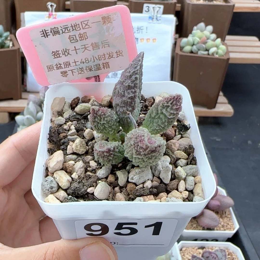 951苍龙多肉植物