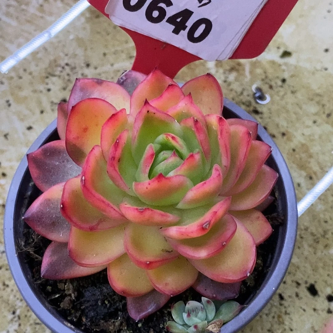 640哈哈哈哈哈哈哈哈