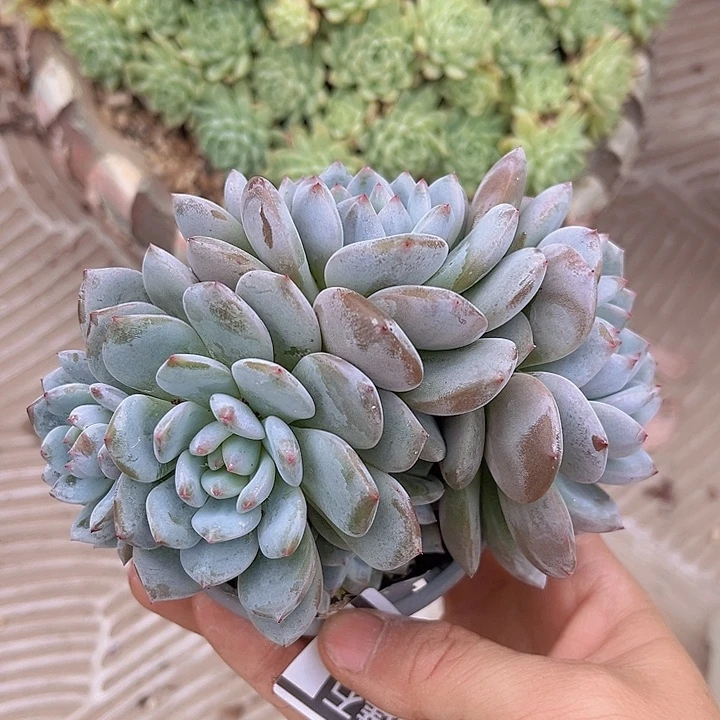 星星雪朵朵2782多肉植物