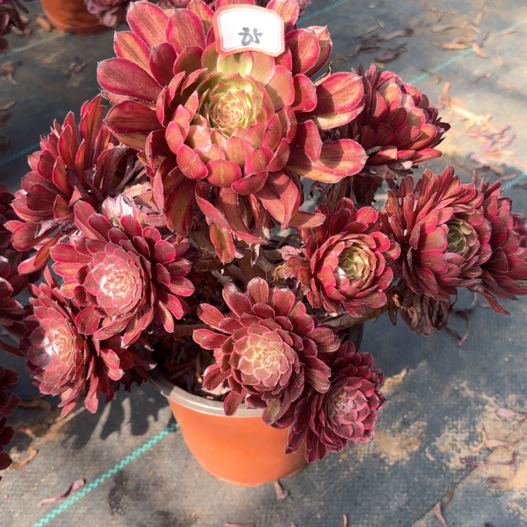 无花朵85紫牡丹多肉植物