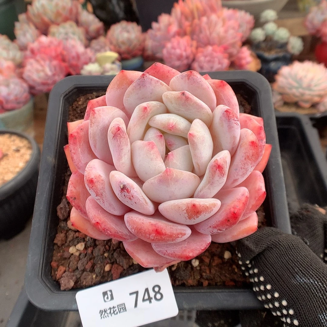 748星橙多肉植物666