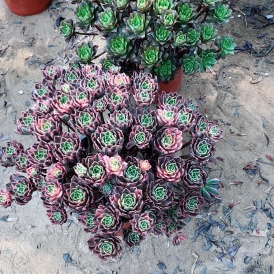 多肉法师植物2棵