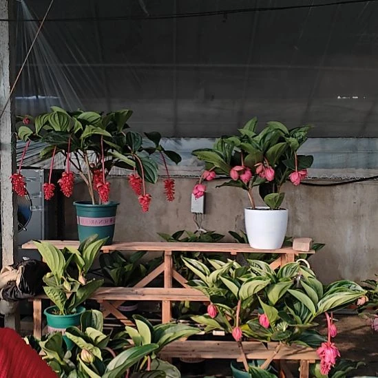 无花朵宝莲灯花基地发货