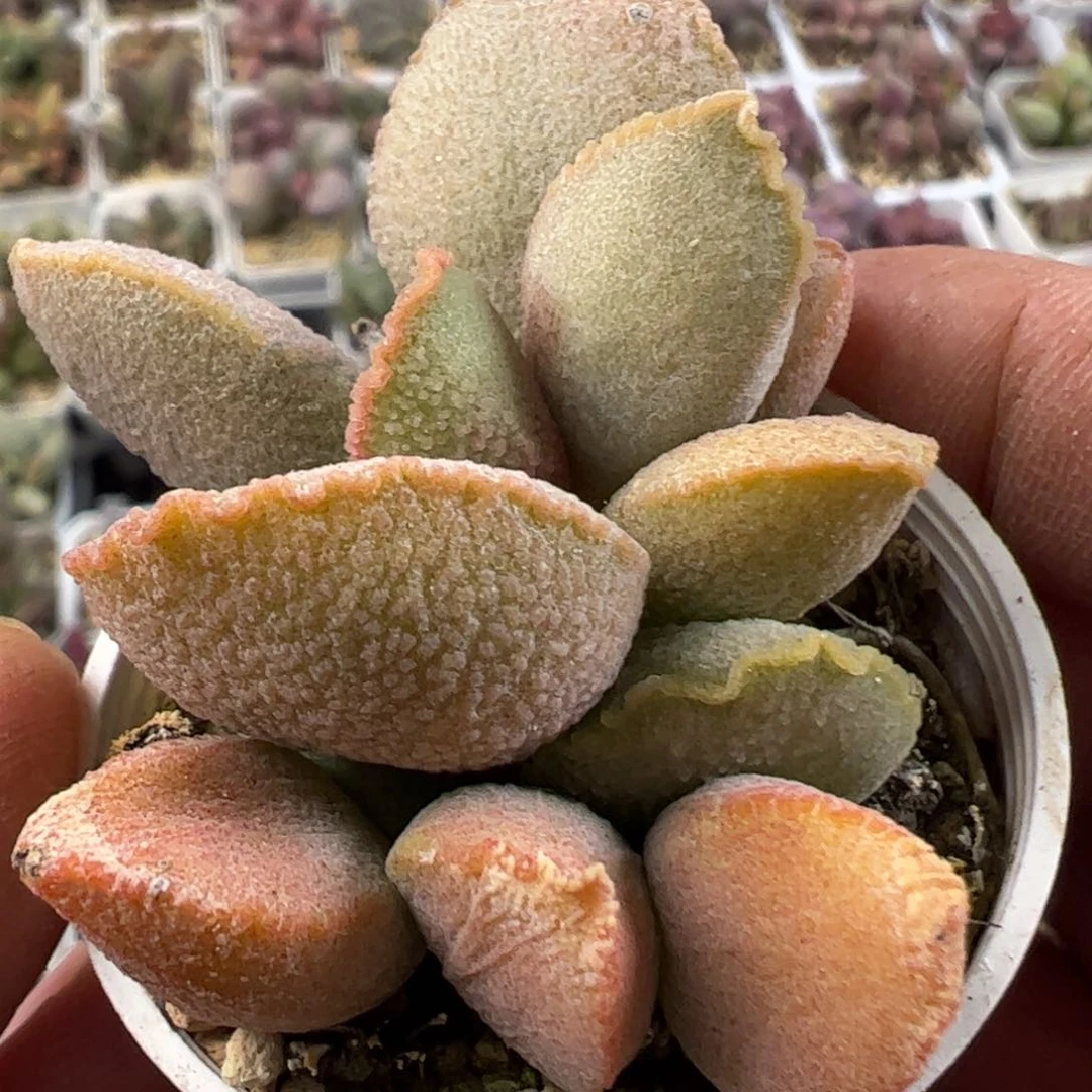 有疤特价琉璃磨砂蛋多肉植物水泡