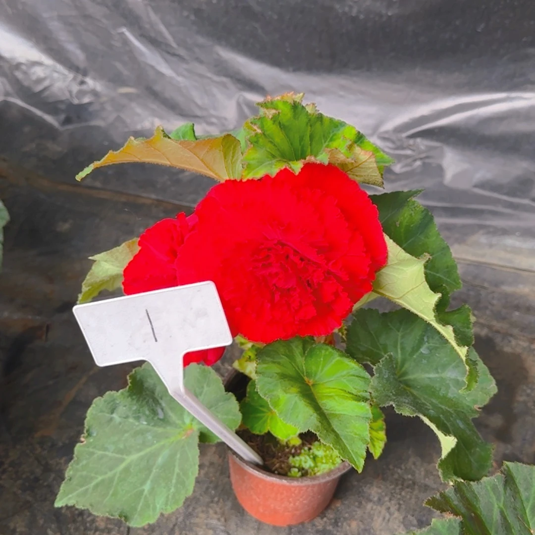 无花朵夫妻海棠种球系列11