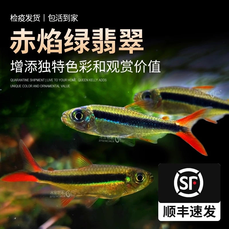 赤焰绿翡翠活体观赏鱼热带鱼南美进口炽焰小型灯鱼稀有品种红尾