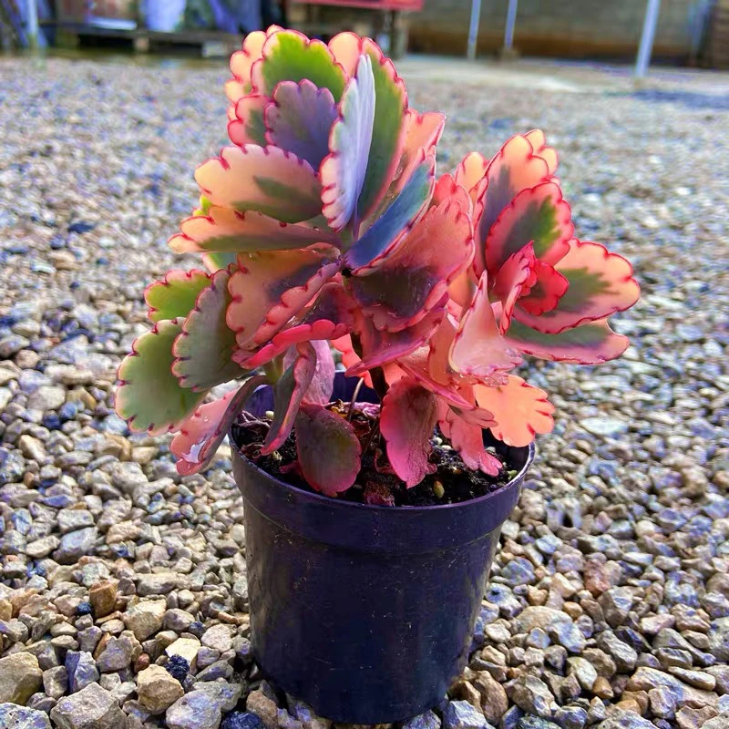 蝴蝶之舞锦带土球7颗 以直播间为准