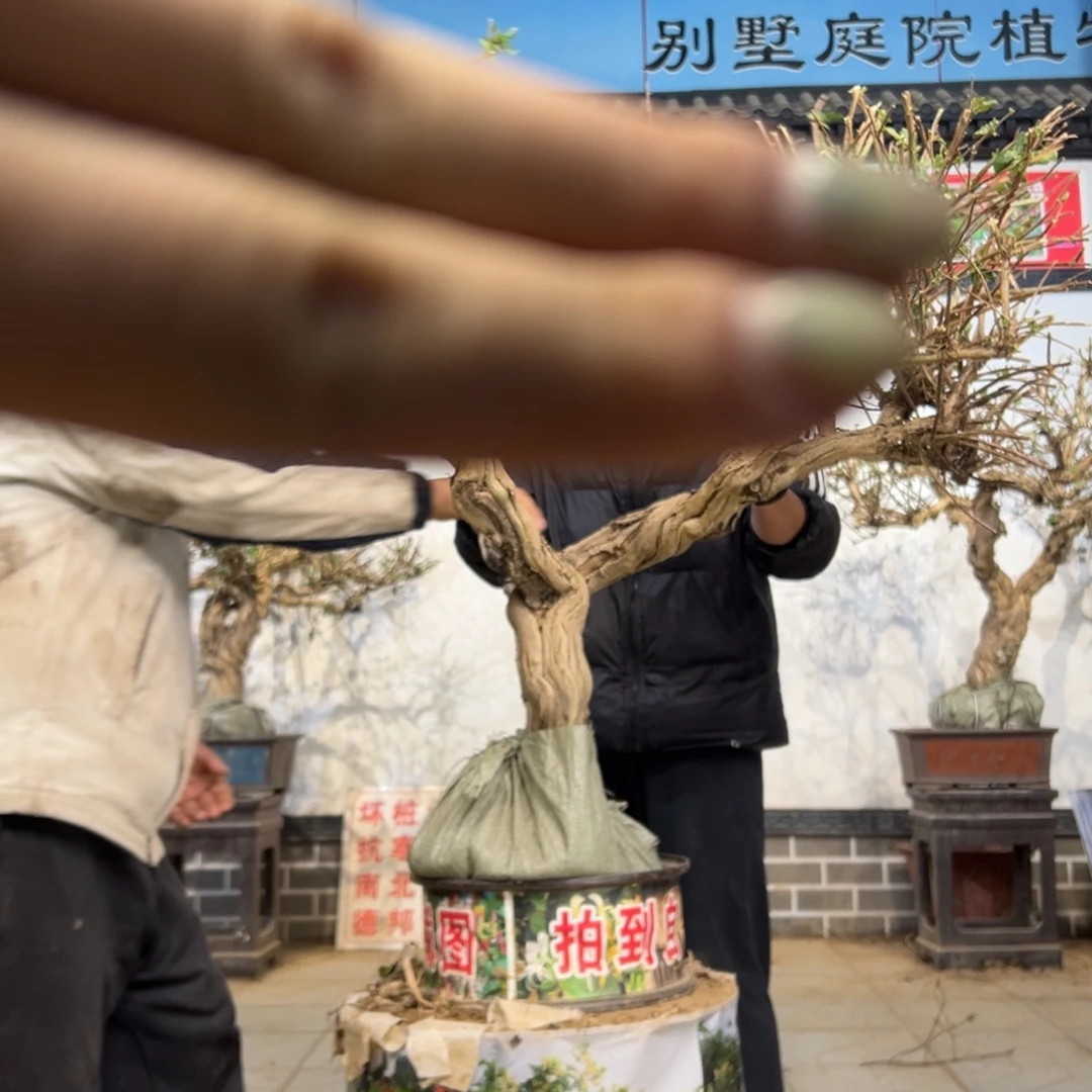 叶***钟无花朵金银开花25898555