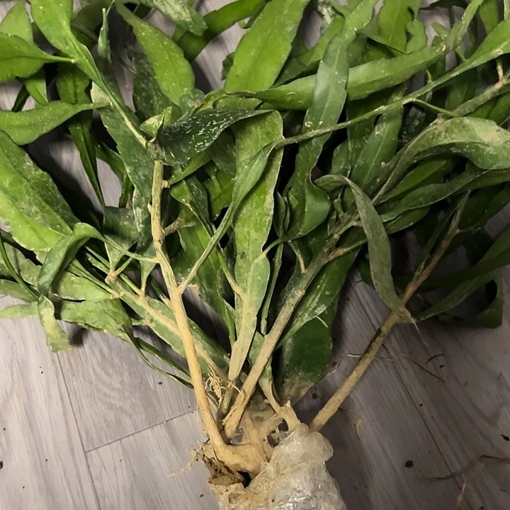 沉***金34567889999999999