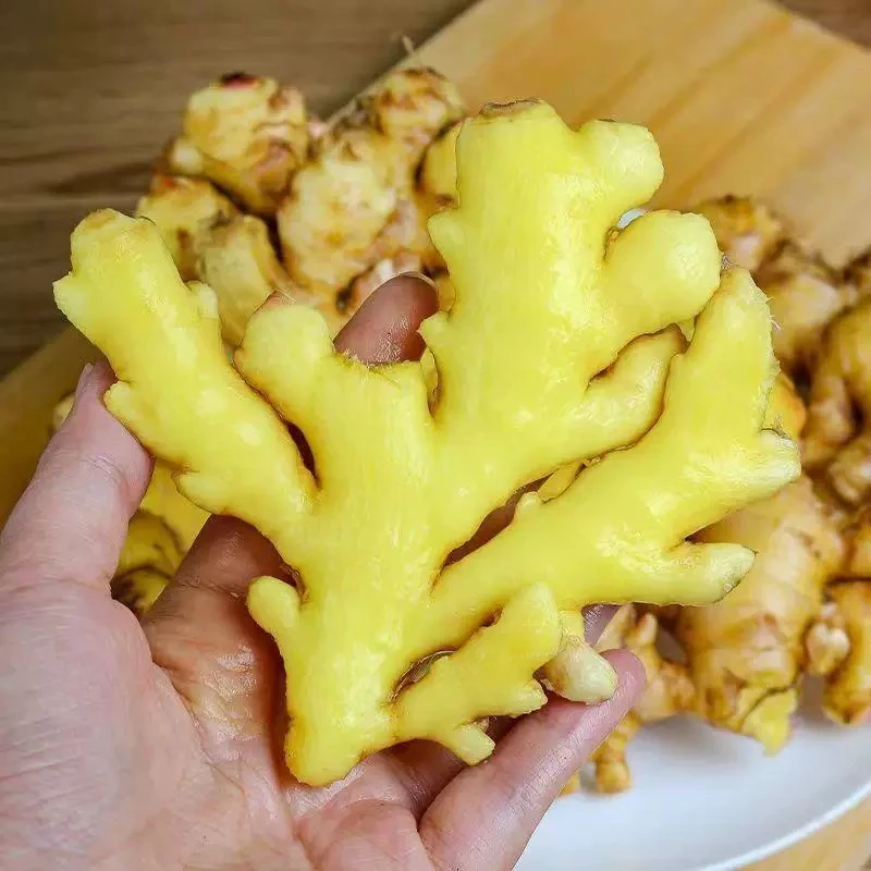 产地直发高山山地小黄姜姜味辛辣浓郁