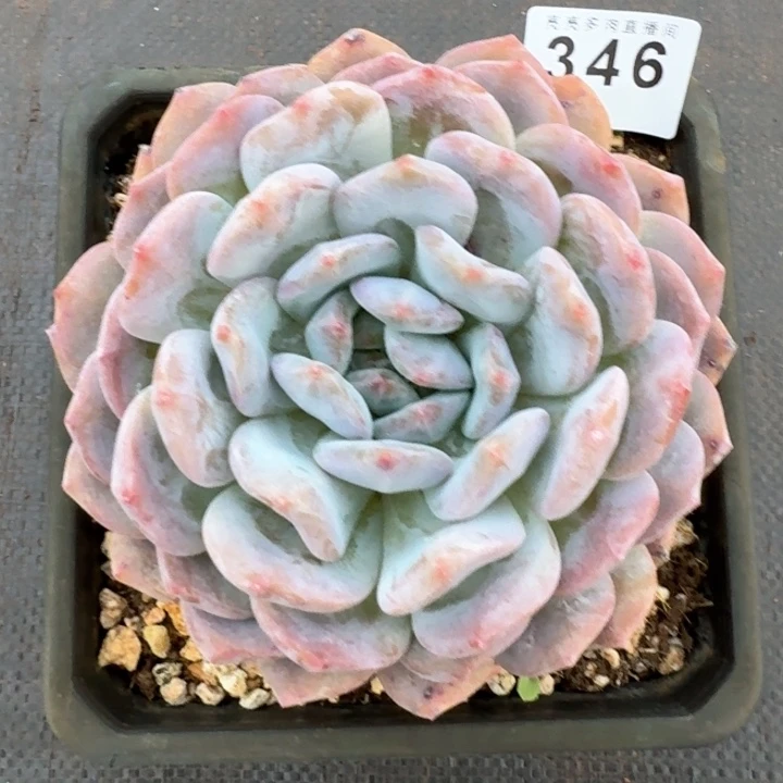 橙子福利  开播福利多肉植物