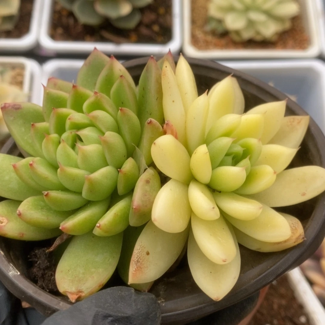 591西亚锦锦锦锦锦锦锦
