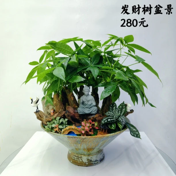 发财树盆景1盆桌面摆放