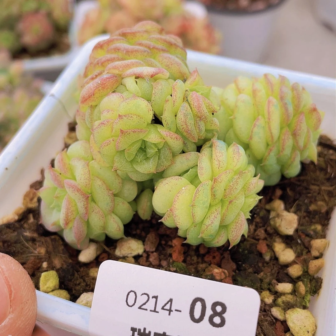 0000000000000008量拍