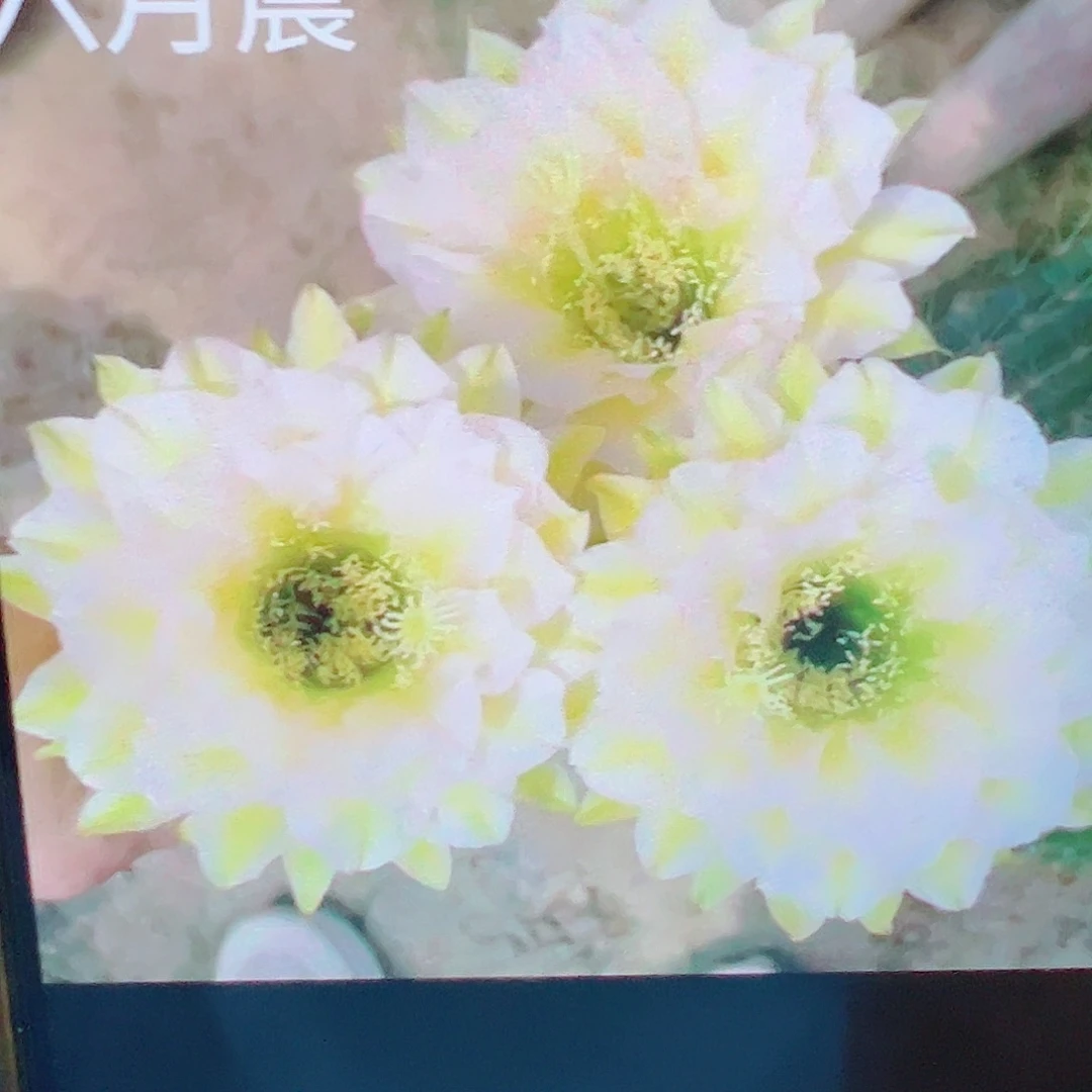 毛花柱 六月晨 侧芽 满20包邮