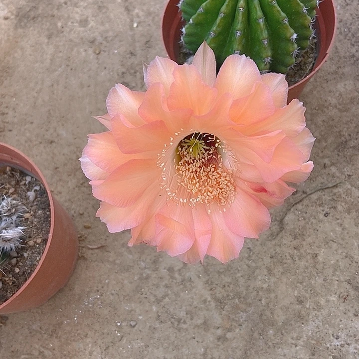 添***添仙人掌0911摘花脱土发货