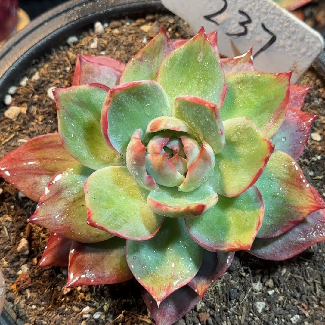 惊鸿一物一拍包装收缩花旱237