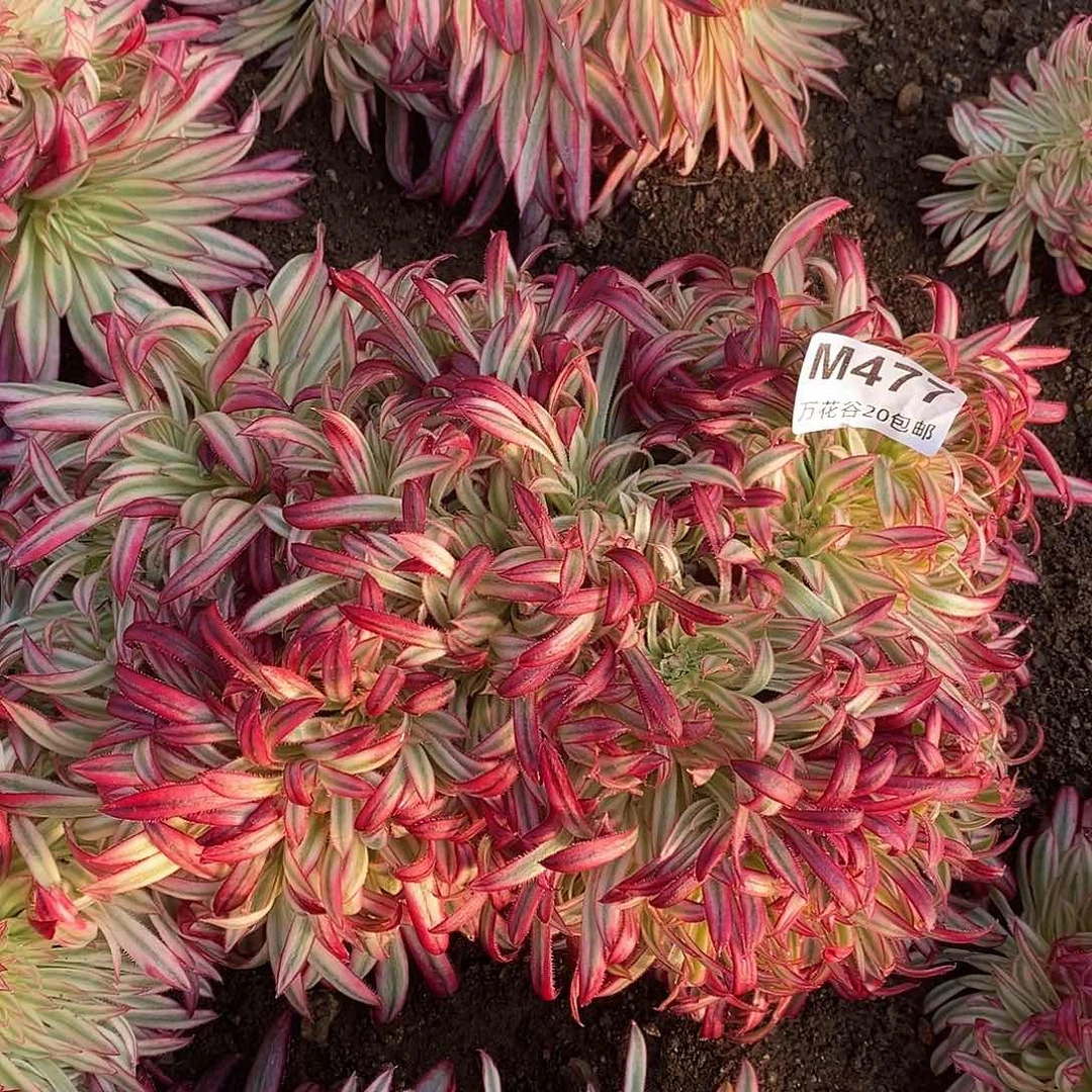 477朱雀缀多肉植物
