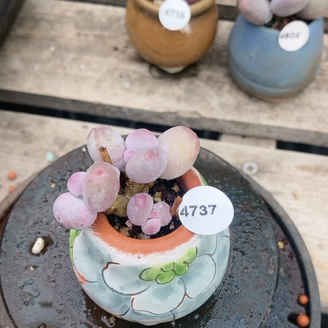 4737蛋黄奶酪带盆土