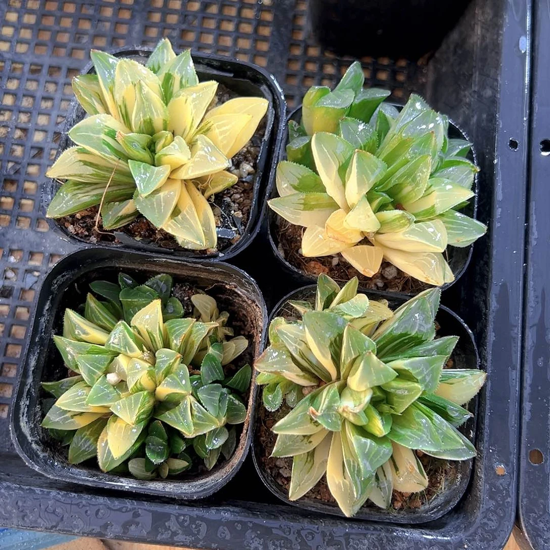 姬寿锦多肉多肉一颗