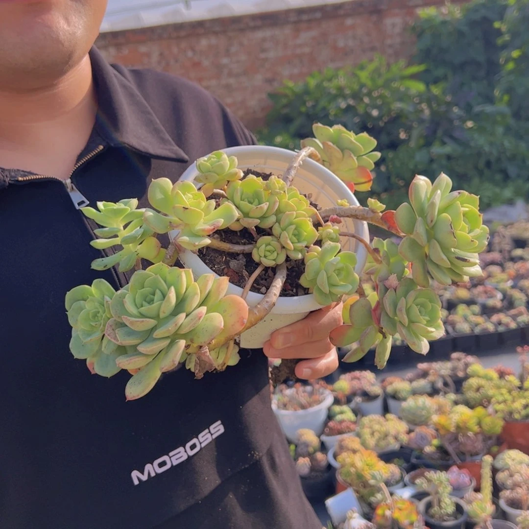 尼可莎娜玫瑰大盆