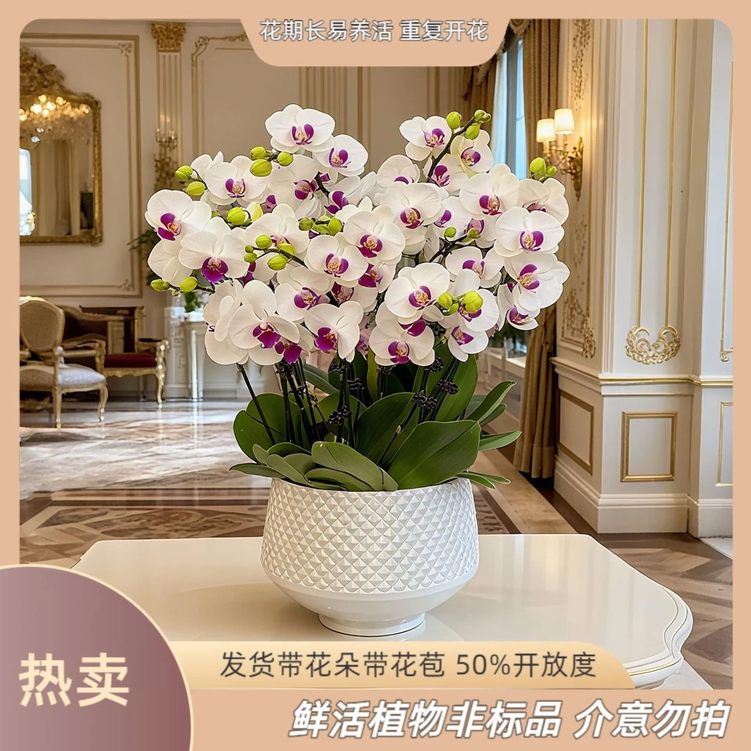 【避风塘】-梦茜儿的花坊-优选养活送礼卧室耐养绿植带花带花苞开花