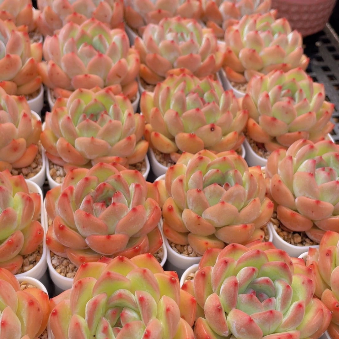 量拍8号 草莓杏仁单头一个