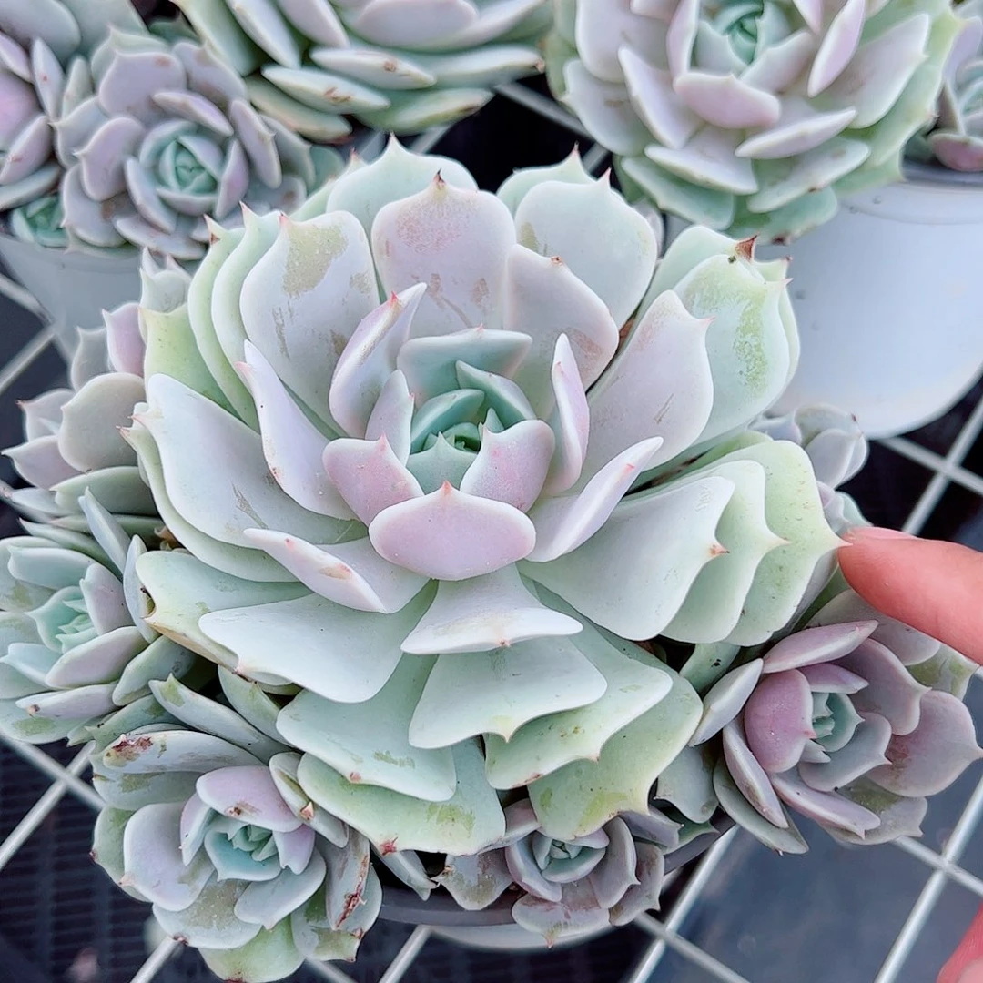 露娜莲大单头带多崽