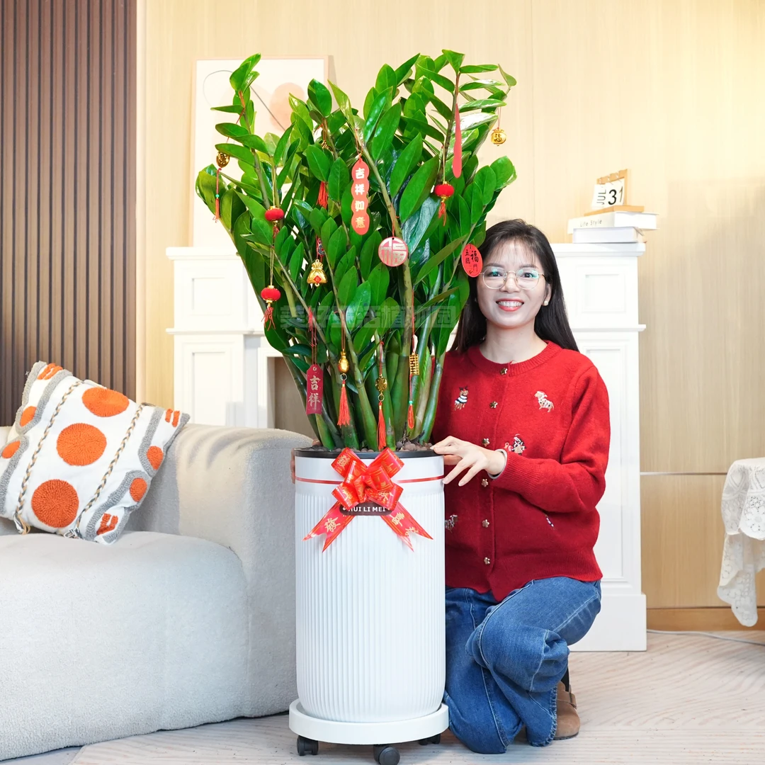 【含盆1米-1.2米】顺丰包邮8年老桩苗金钱树大型懒人客厅摆件绿植26