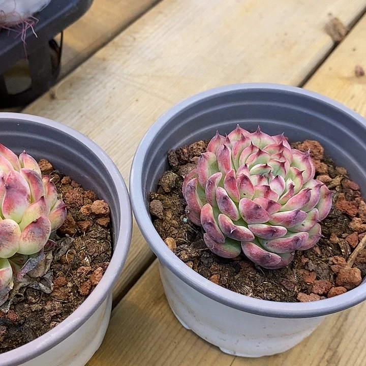 小单头马赛尔2盆发货