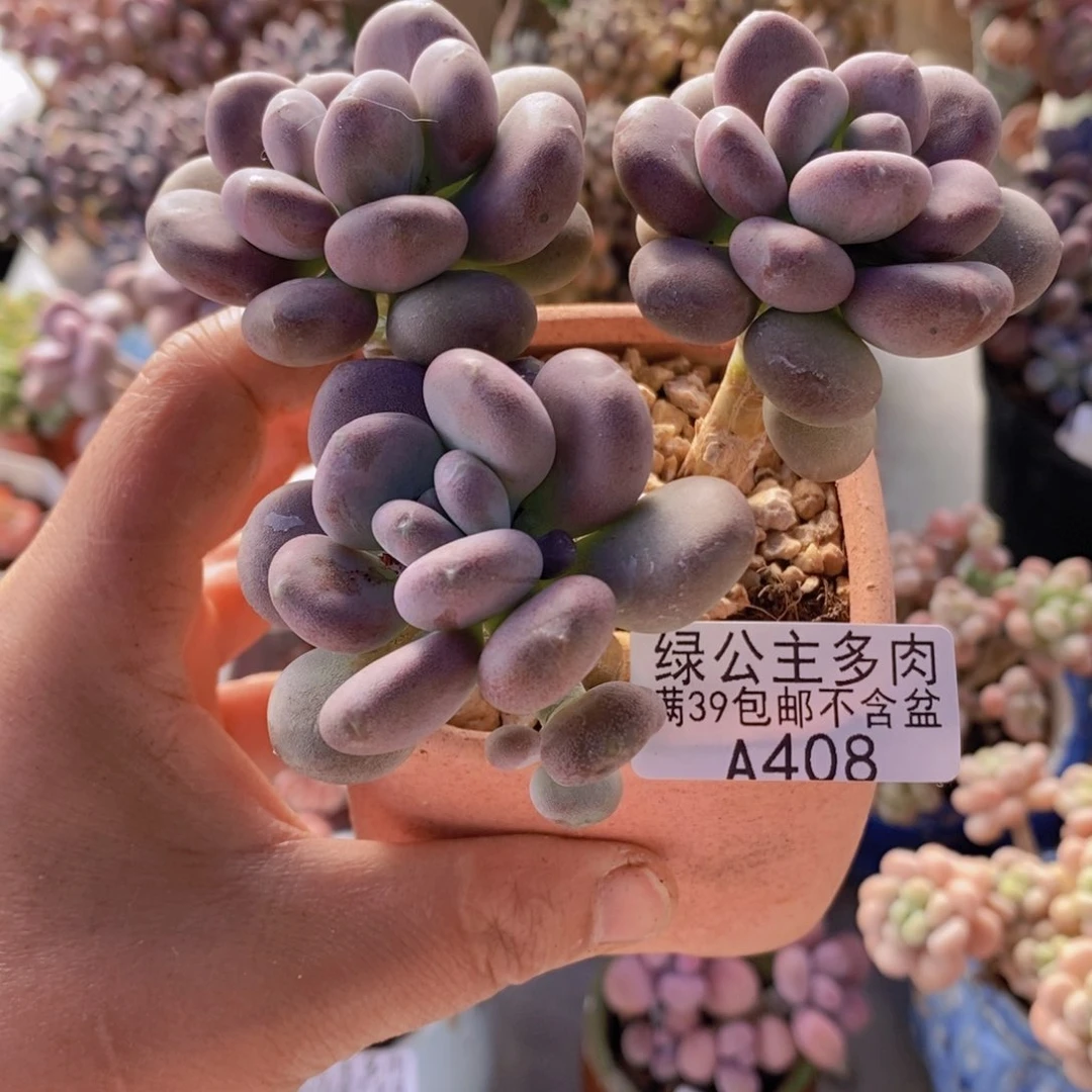 月美人散拼408多肉植物