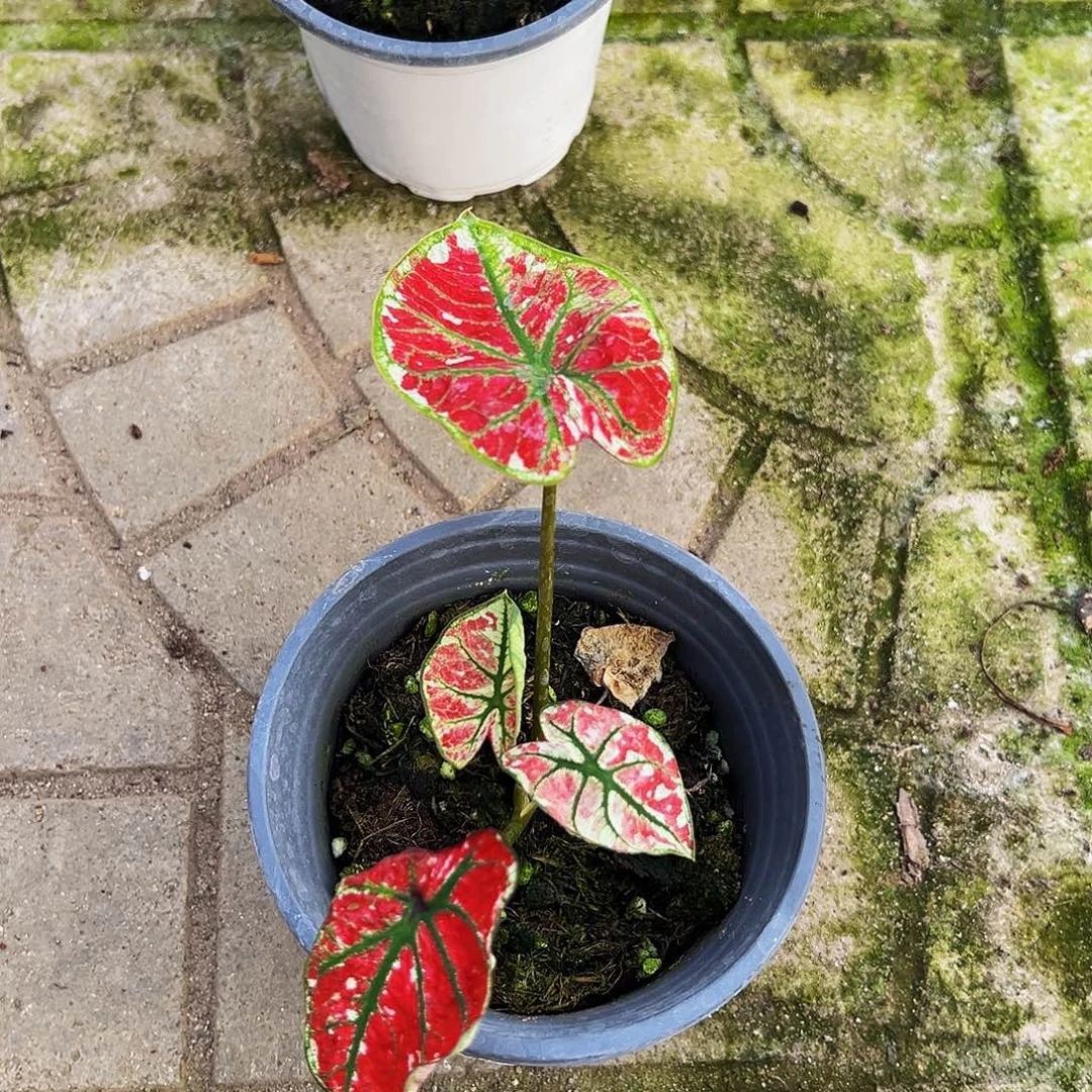 吃***)完全开放一物一拍65