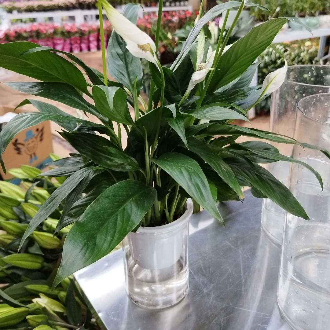 一帆风顺白掌盆栽水培土培吸甲醛净化空气