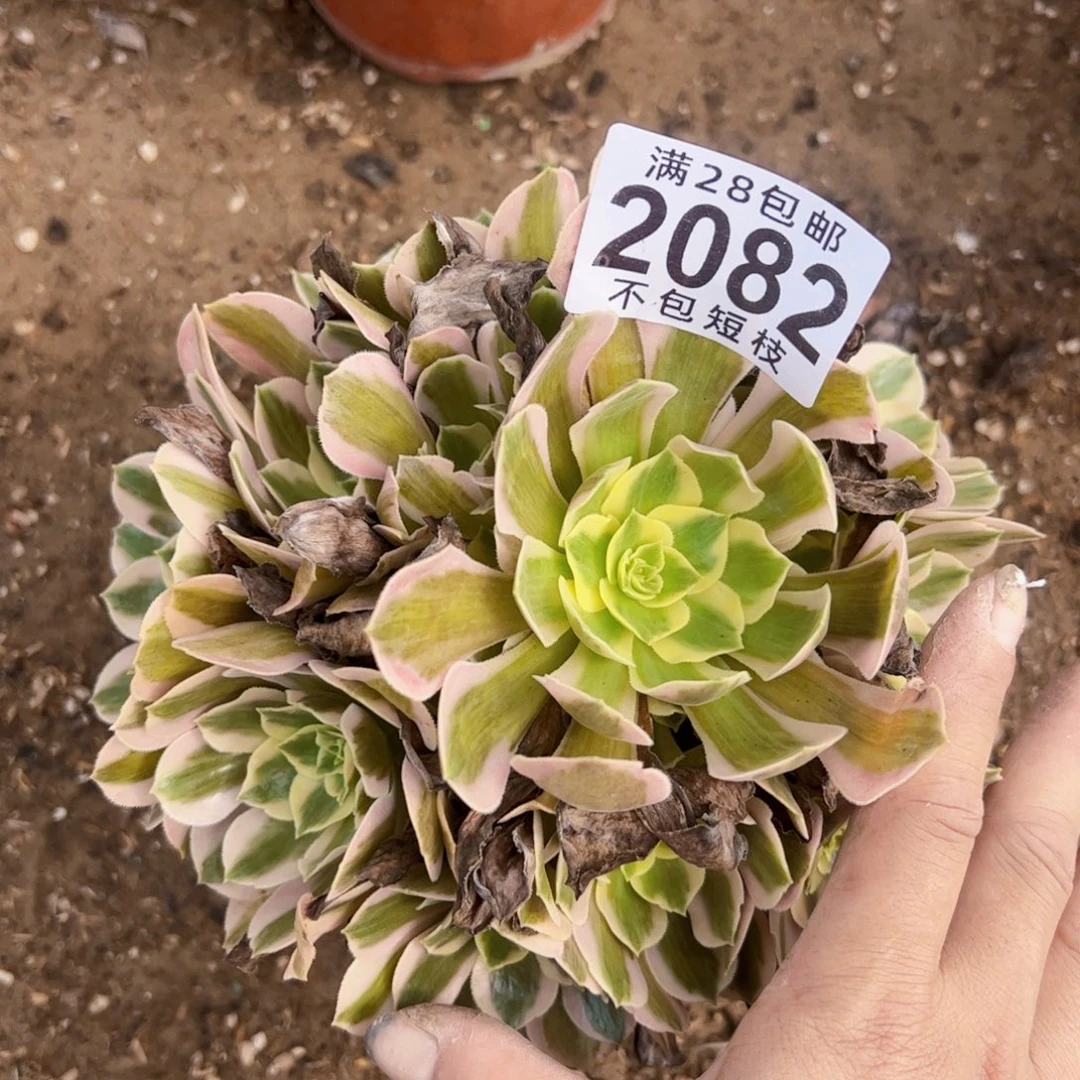 2082粉女巫多肉植物