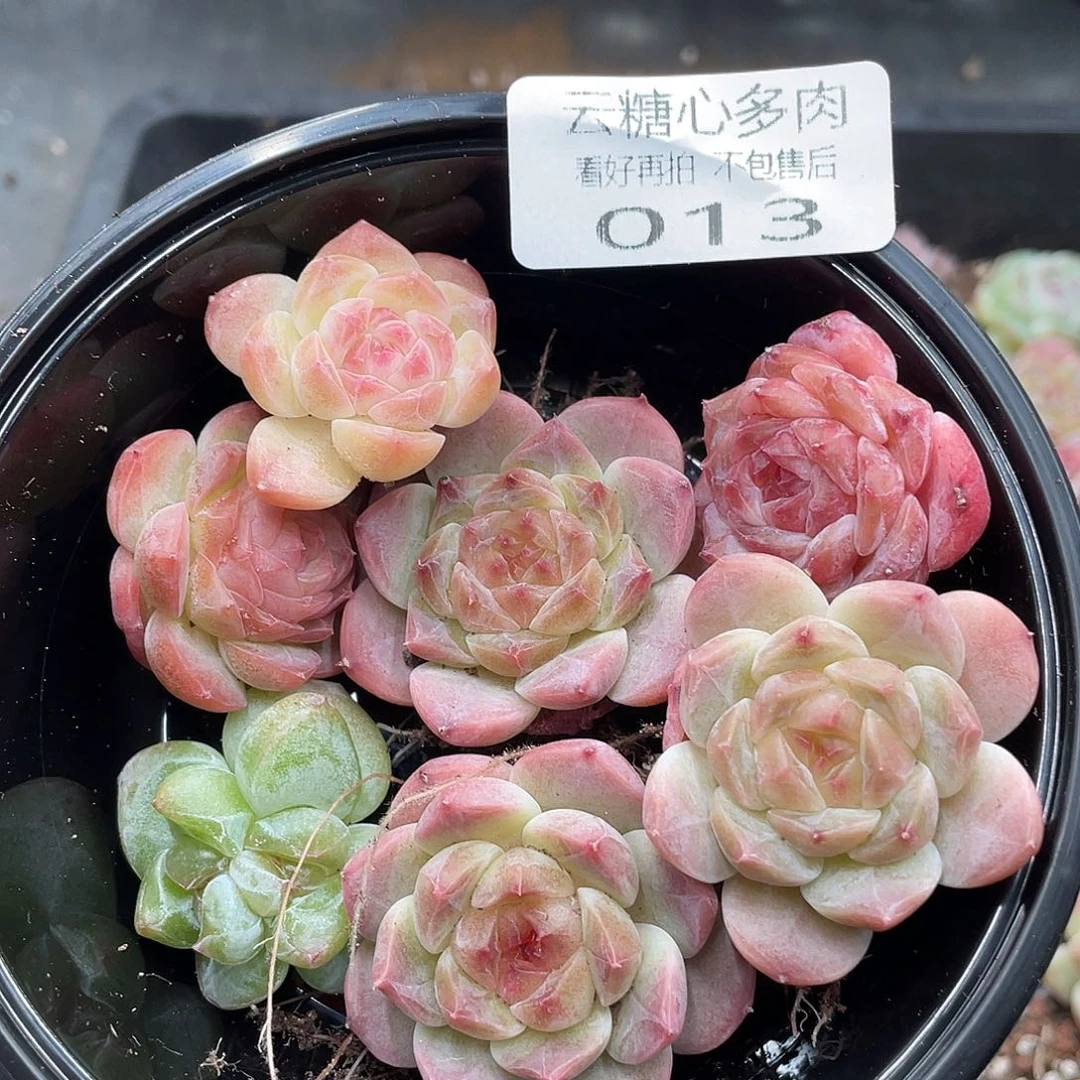 J****?云糖心多肉植物13