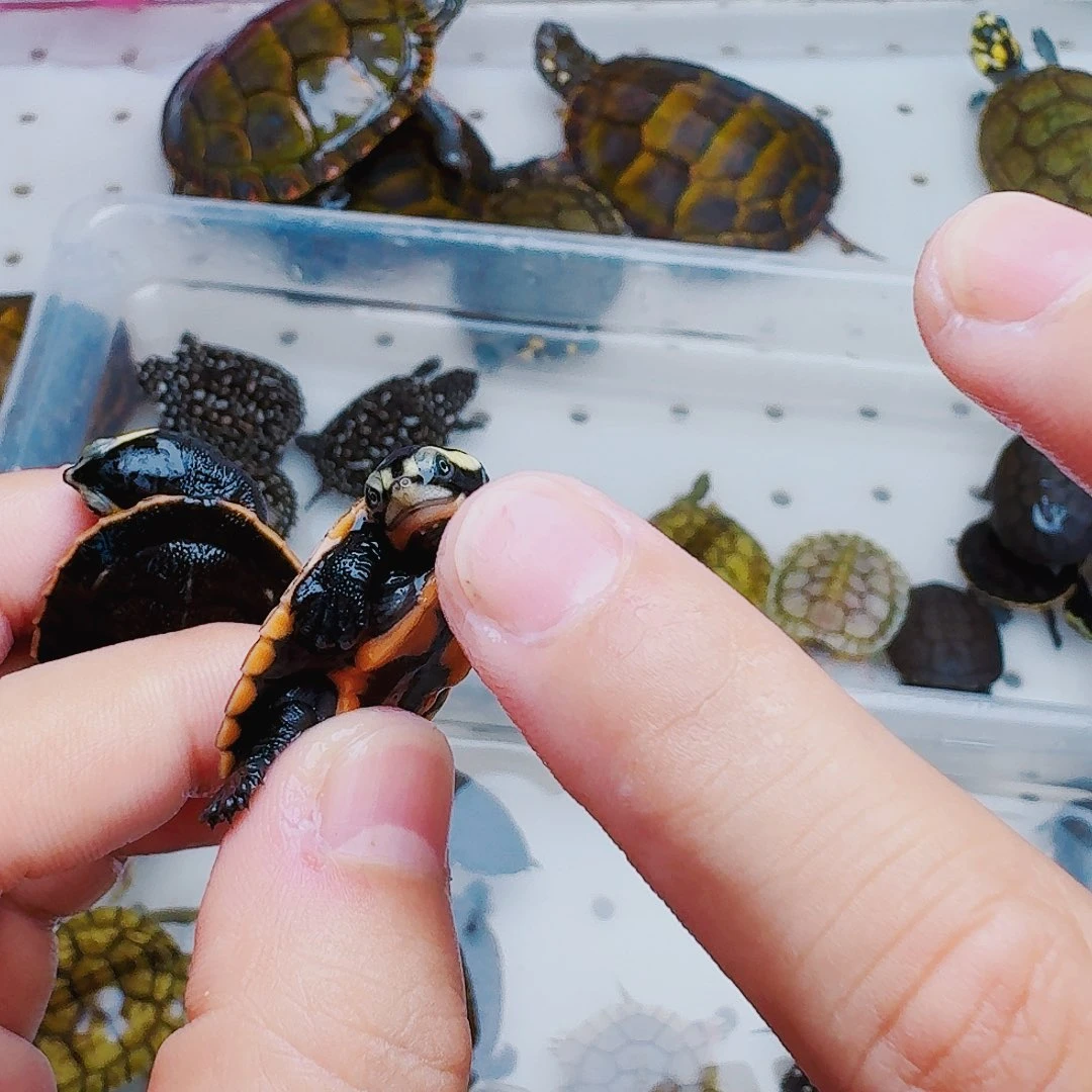 不分公母宠物龟本****客