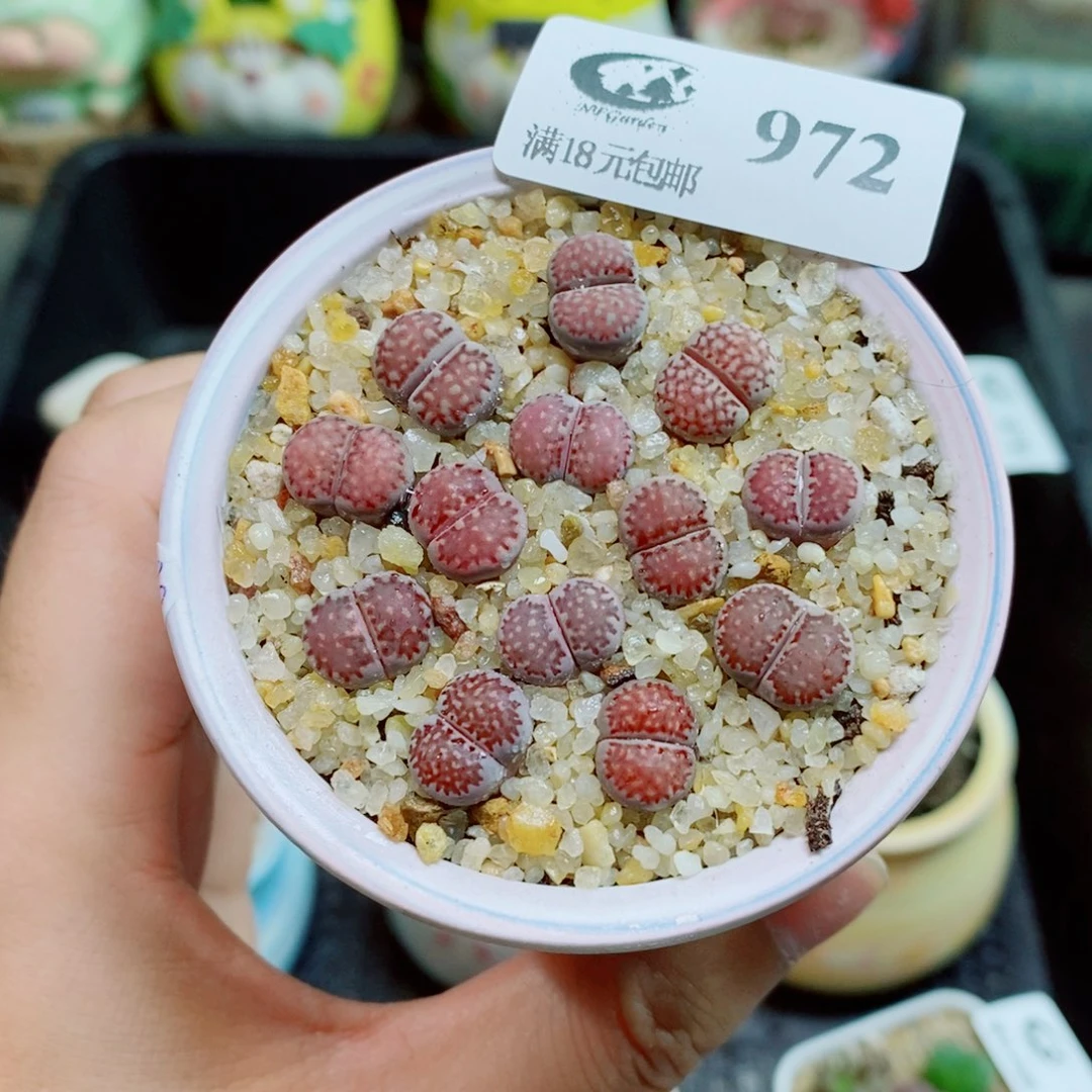 生石花花花花花972