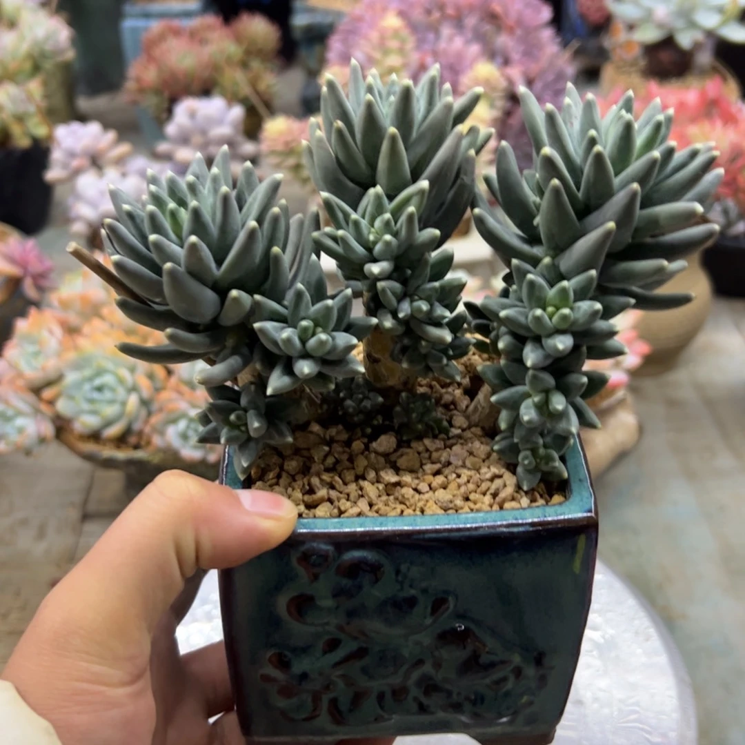 美人杂38 零零多肉植物