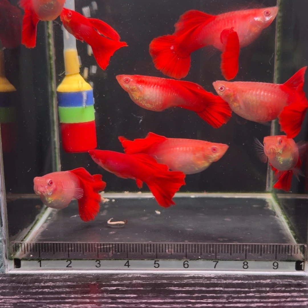 中***赵孔雀鱼美系大背血红8母2公