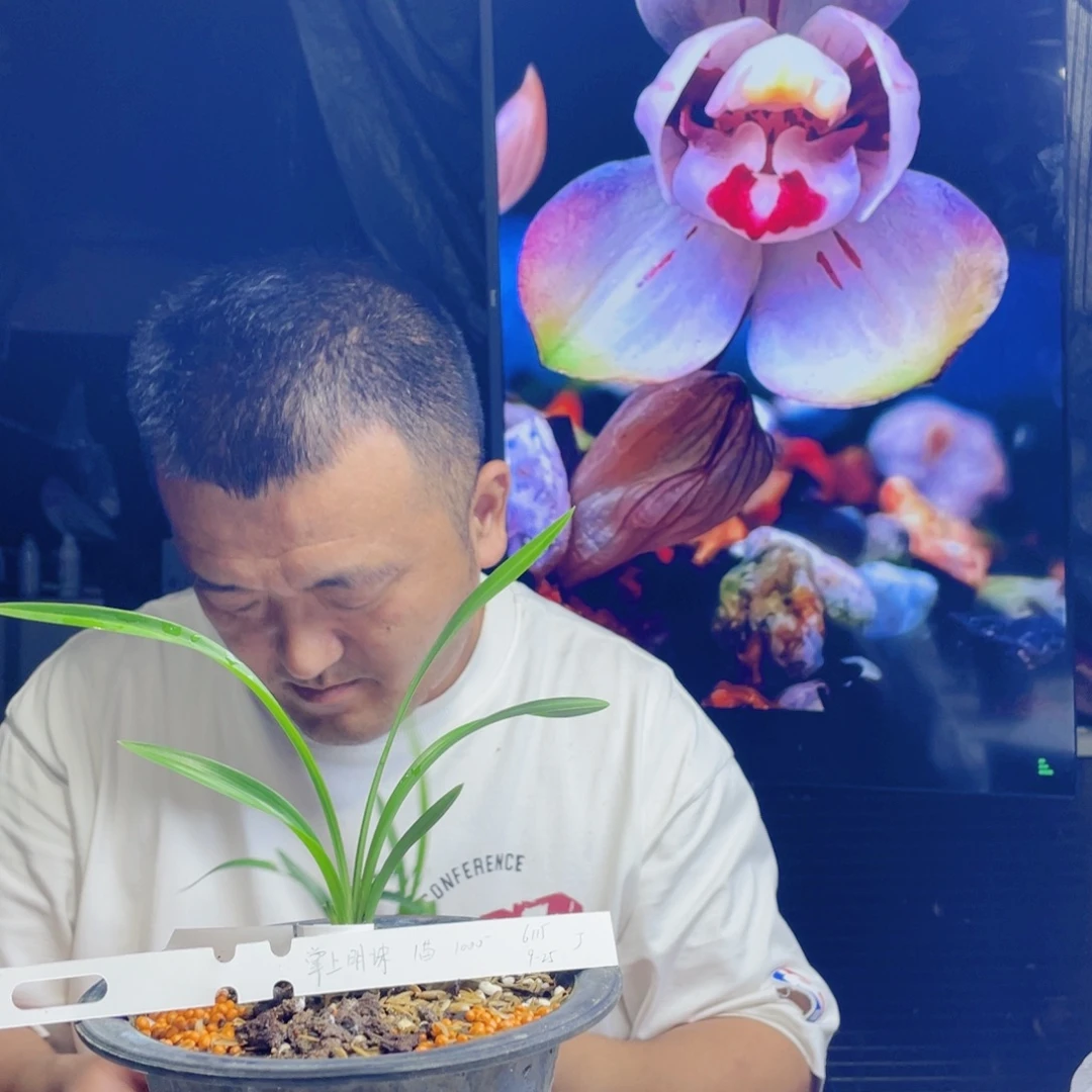 太***阳完全开放掌上明珠寄养