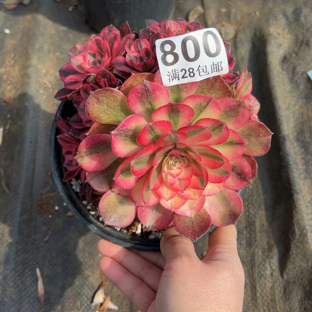 火**~多肉植物800荔枝