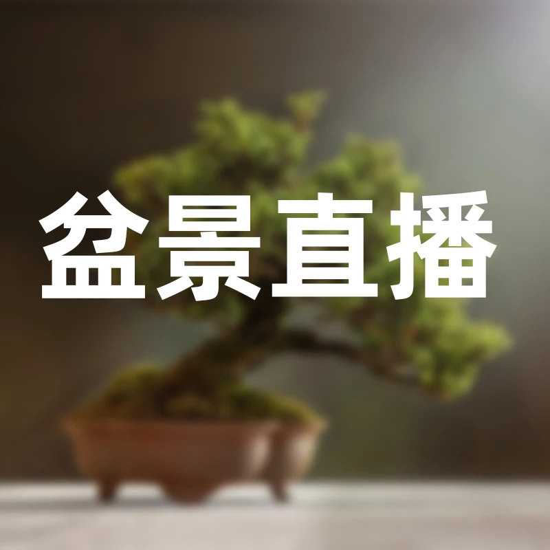 松柏杂木花卉盆景规格品种齐全造型美观