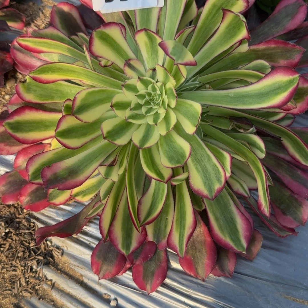 550同花绿。多肉植物