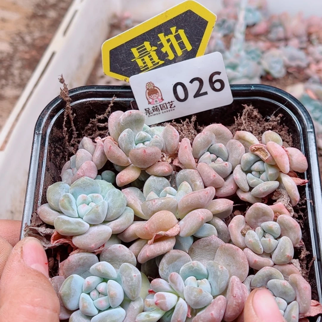 多肉植物多肉植物