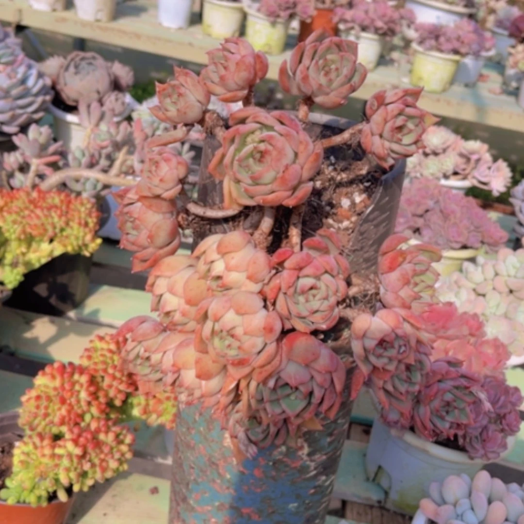 【闪购商品】宝莲灯1295