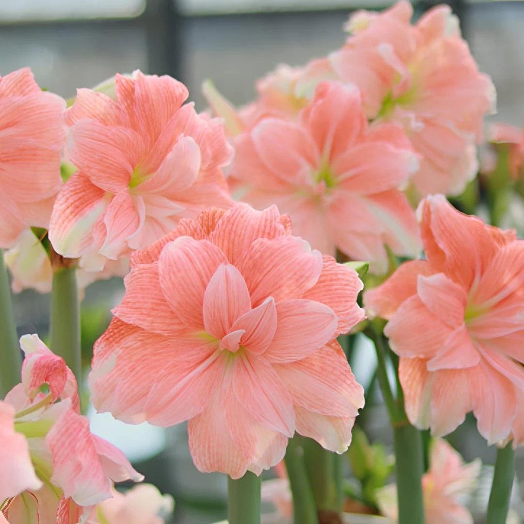 【蒂卡荣耀】重瓣朱顶红裸球自然球室内外盆栽地栽花卉植物